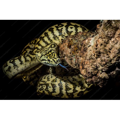 Morelia spilota Jaguar